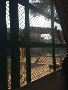 Zoo 121