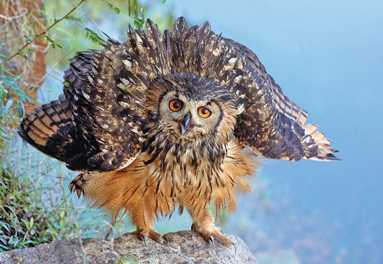 Indian eagle owl life