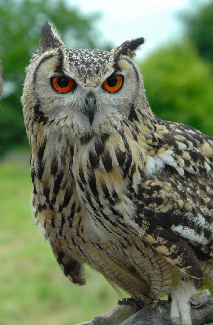 Indian eagle owl produces resonant
