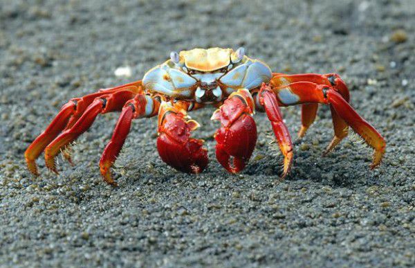 سرطان Sally Lightfoot Crab