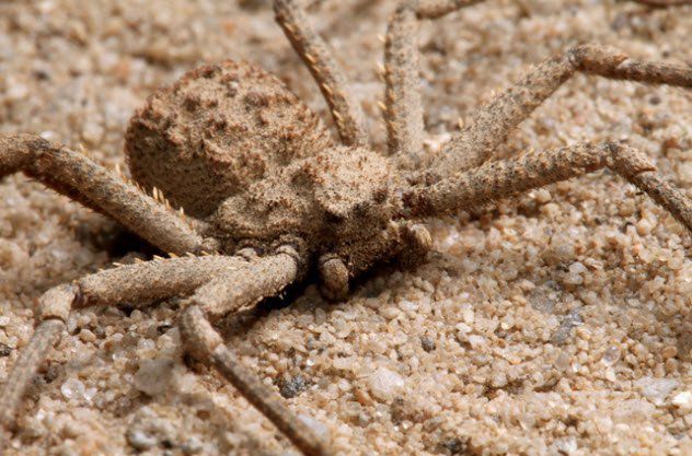 عنكبوت الرمال ذو الستة أعين 