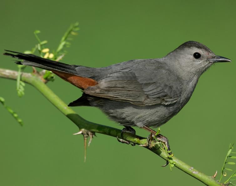 Gray catbird is diurnal animal