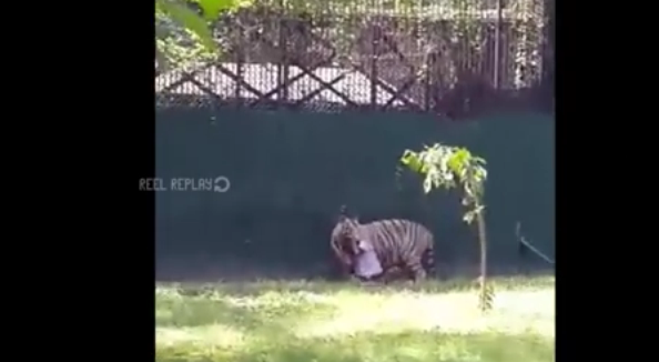 فيديو نمر أبيض يفترس طالب هندي