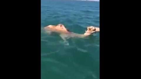 فيديو / جمل يسبح في البحر