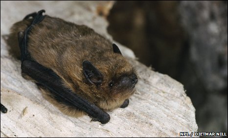 فيديو : مئات الخفافيش تعيش في سطح أحد المنازل