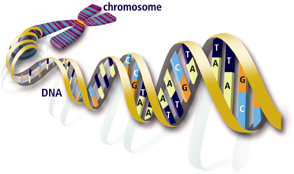 برنامج متنبئ السلالات لفحوص Y-DNA