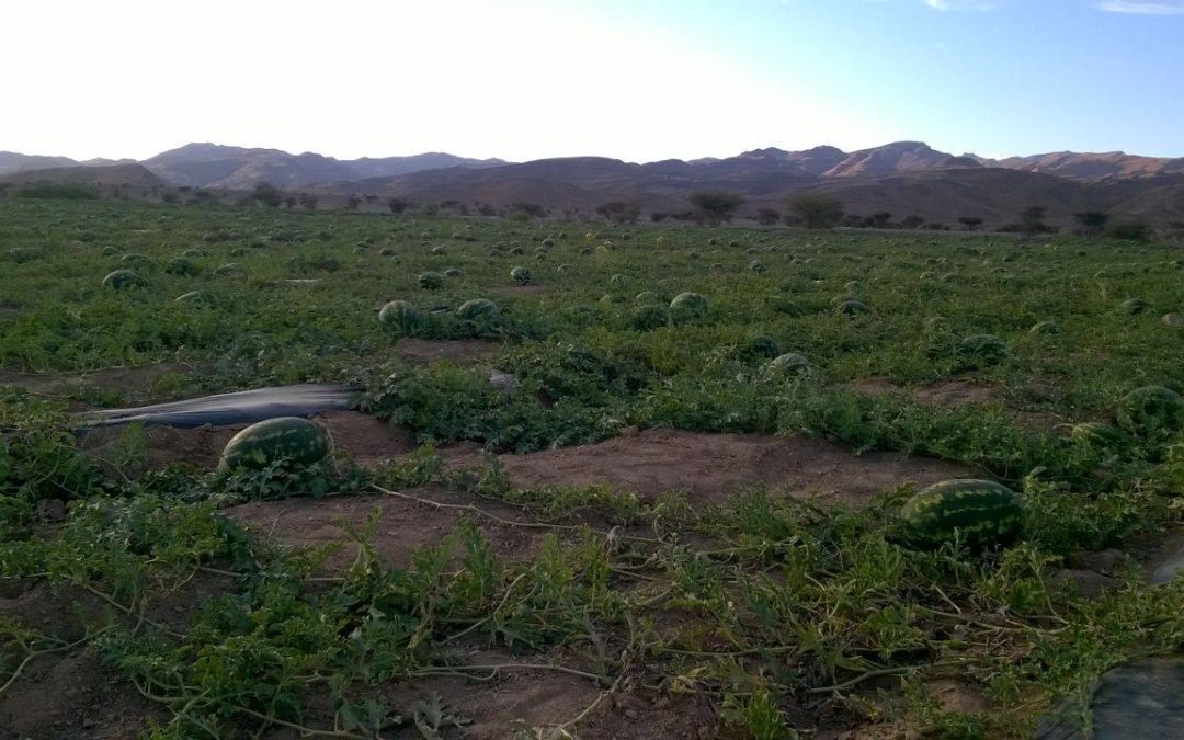 “أونسا” يوضح بخصوص شائعات باستعال بذور معدلة جينيا في زارعة البطيخ الأحمر بزاكورة