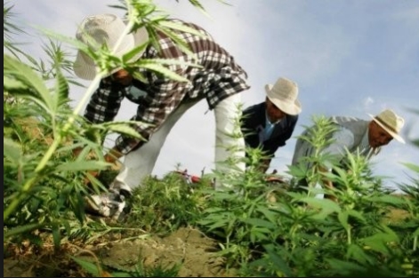 الاتحاد الاشتراكي يدعو للترخيص للاستعمال الترفيهي للحشيش بمناطق زراعته