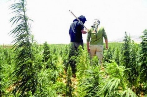 تنسيقية المزارعين تقدم تعديلاتها للفتيت بشأن “قانون الكيف”