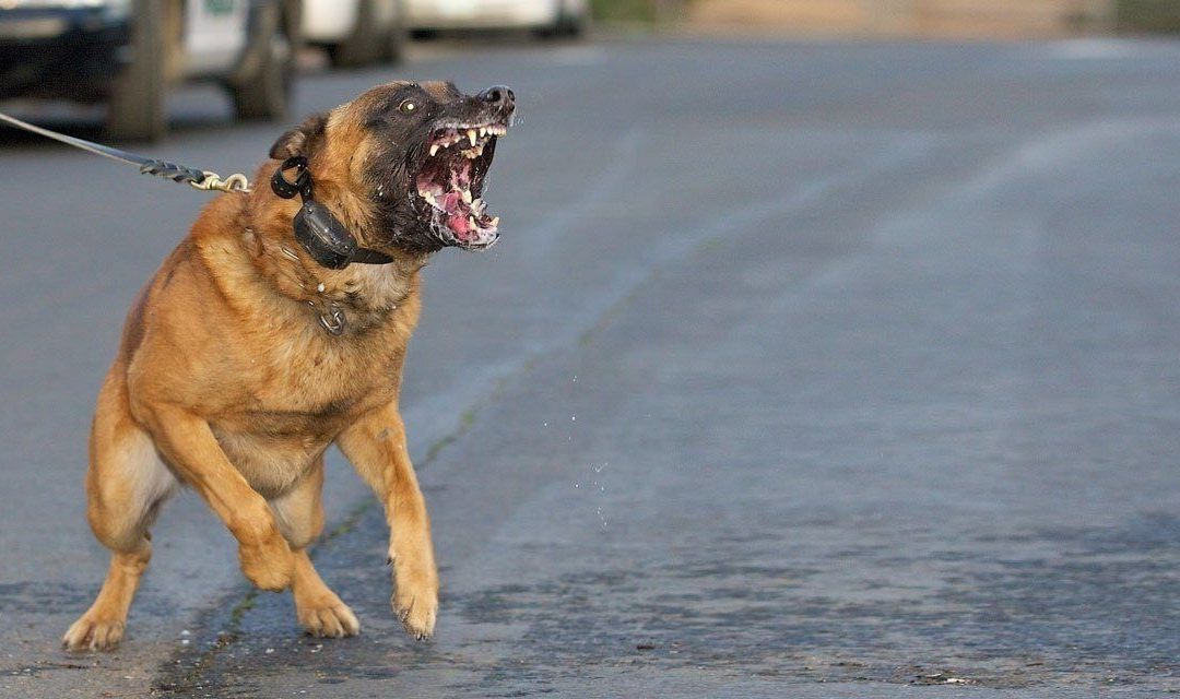 سلا.. الأمن يطلق النار على كلب شرس حرضه صاحبه و تسبب في إصابة شرطي بجروح