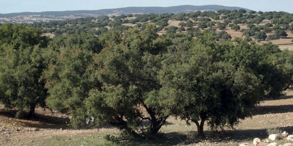 شجرة الأركان.. الأمم المتحدة تدعم رؤية الملك بشأن الحفاظ على هذا الموروث