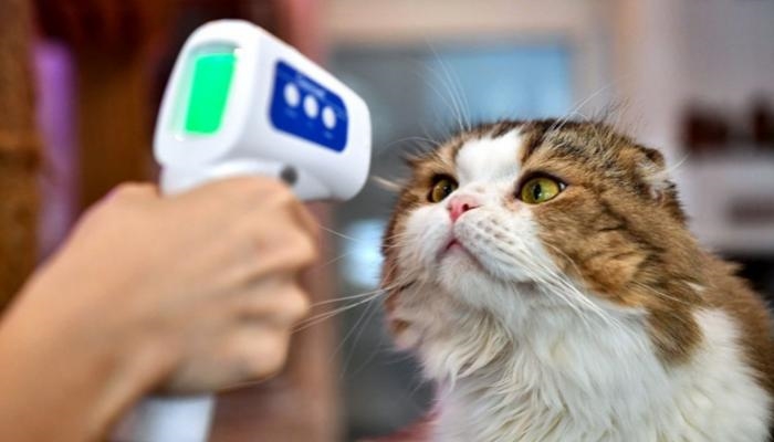 علماء يتحدثون عن حالات انتقال كورونا من الإنسان للقطط