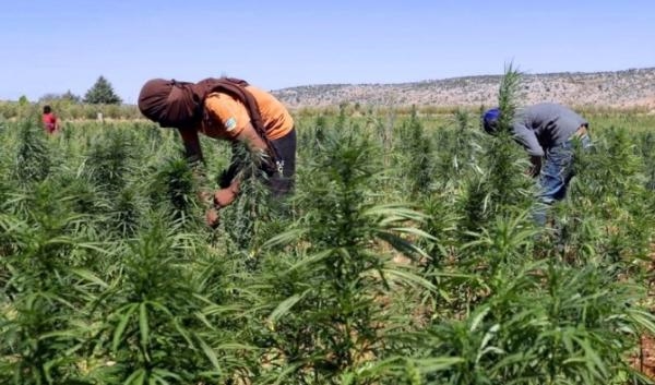 هيئة تضم 150 جمعية تترافع ضد قانون تقنين الكيف وتحذر من التمهيد لاستعماله لأغراض ترفيهية