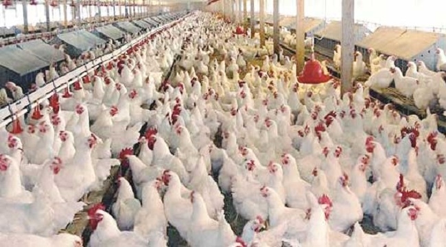أسعار الدجاج تشهد ارتفاعا ملحوظا بمختلف أسواق المملكة تزامنا مع قرار الترخيص للحفلات والأعراس