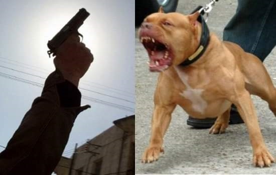 شرطي يطلق النار على كلب شرس حرضه صاحبه ضد عناصر الأمن بتامسنا